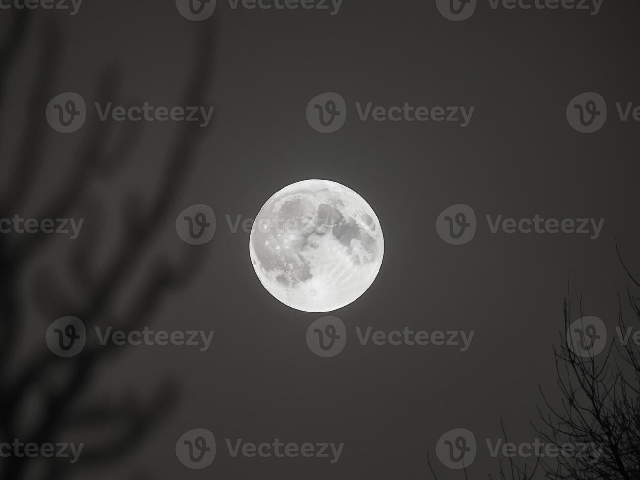 A full moon is seen through the trees photo