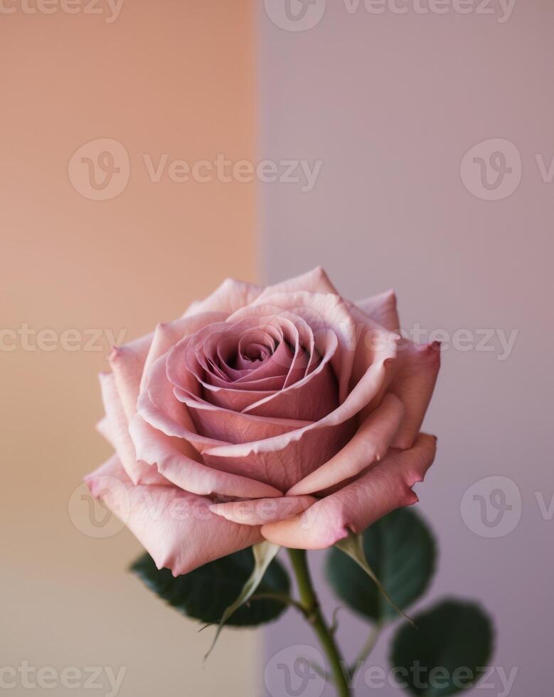 A single rose is shown against a pink and purple background photo