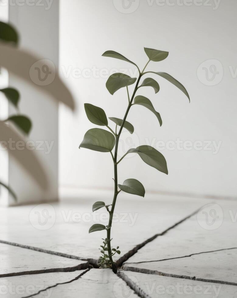 A plant growing out of a crack in a concrete floor photo