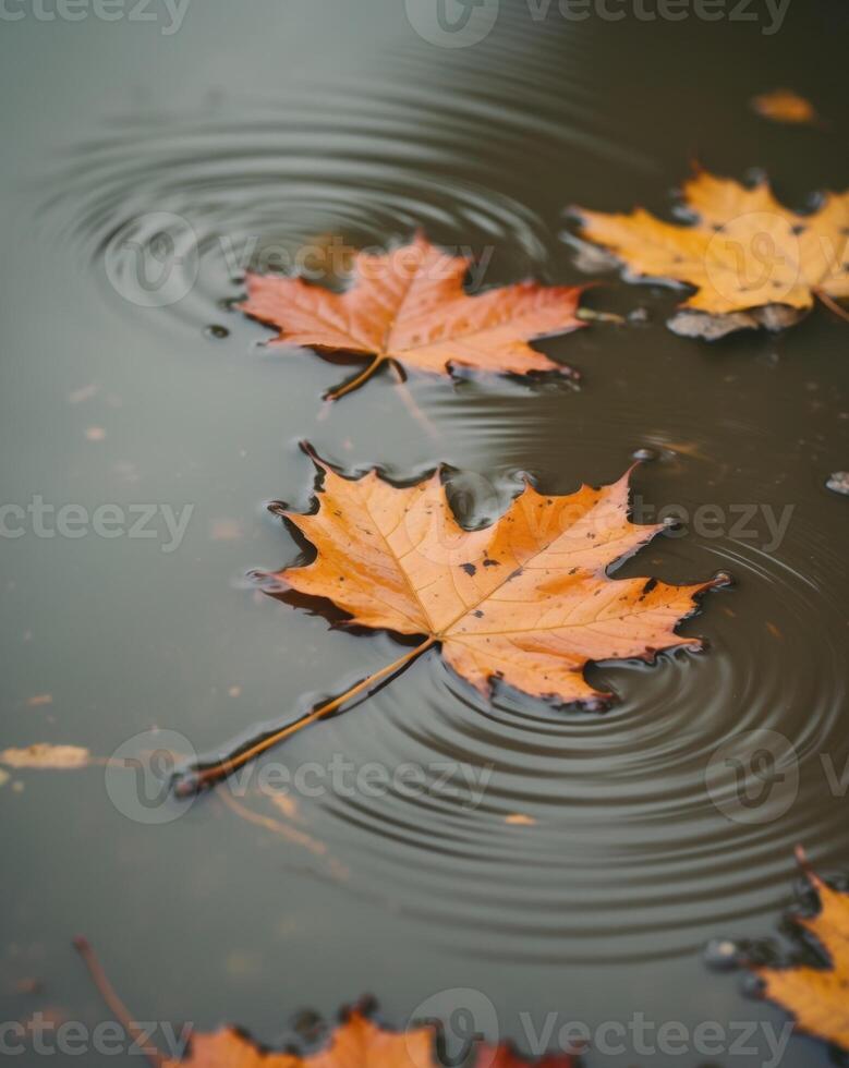 Autumn leaves in water photo