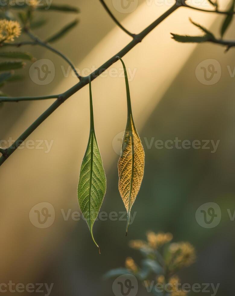 Two leaves hanging from a branch with sunlight shining through photo