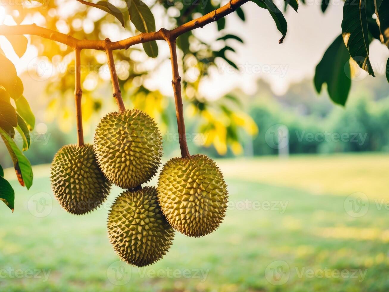 Durian fruit hanging on a tree in the sun photo