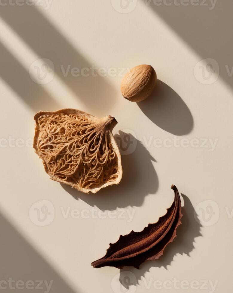 A wooden nut, a nut shell and a nut photo