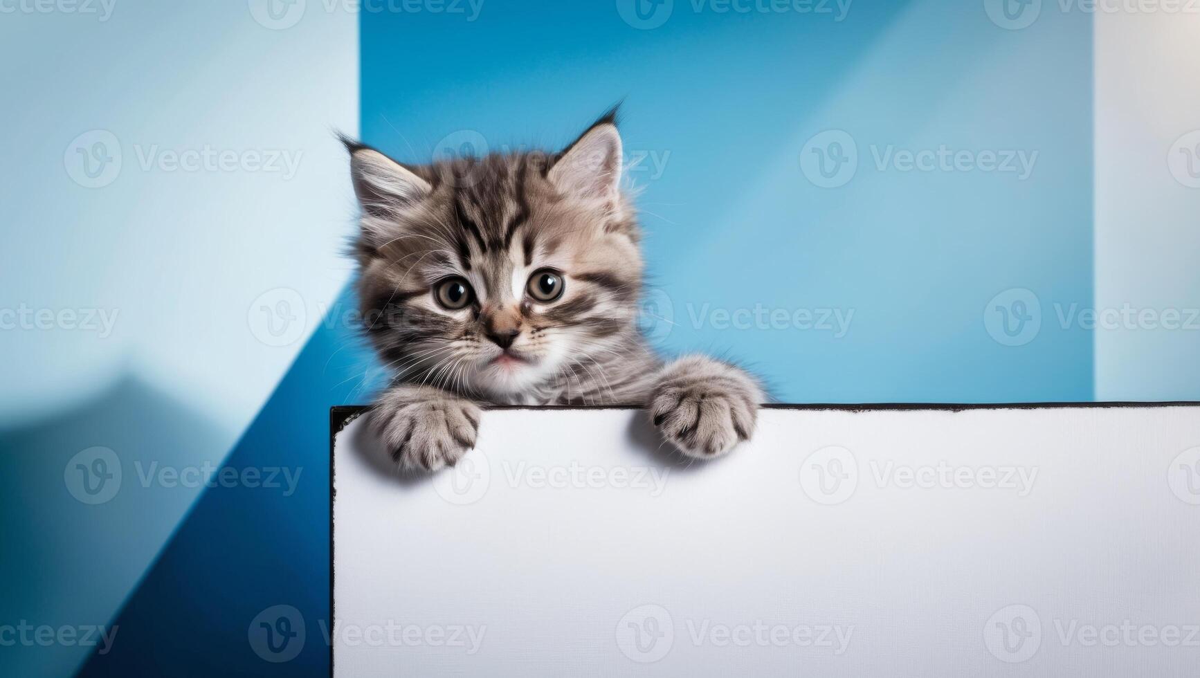 A kitten peeking out from behind a blank sign photo