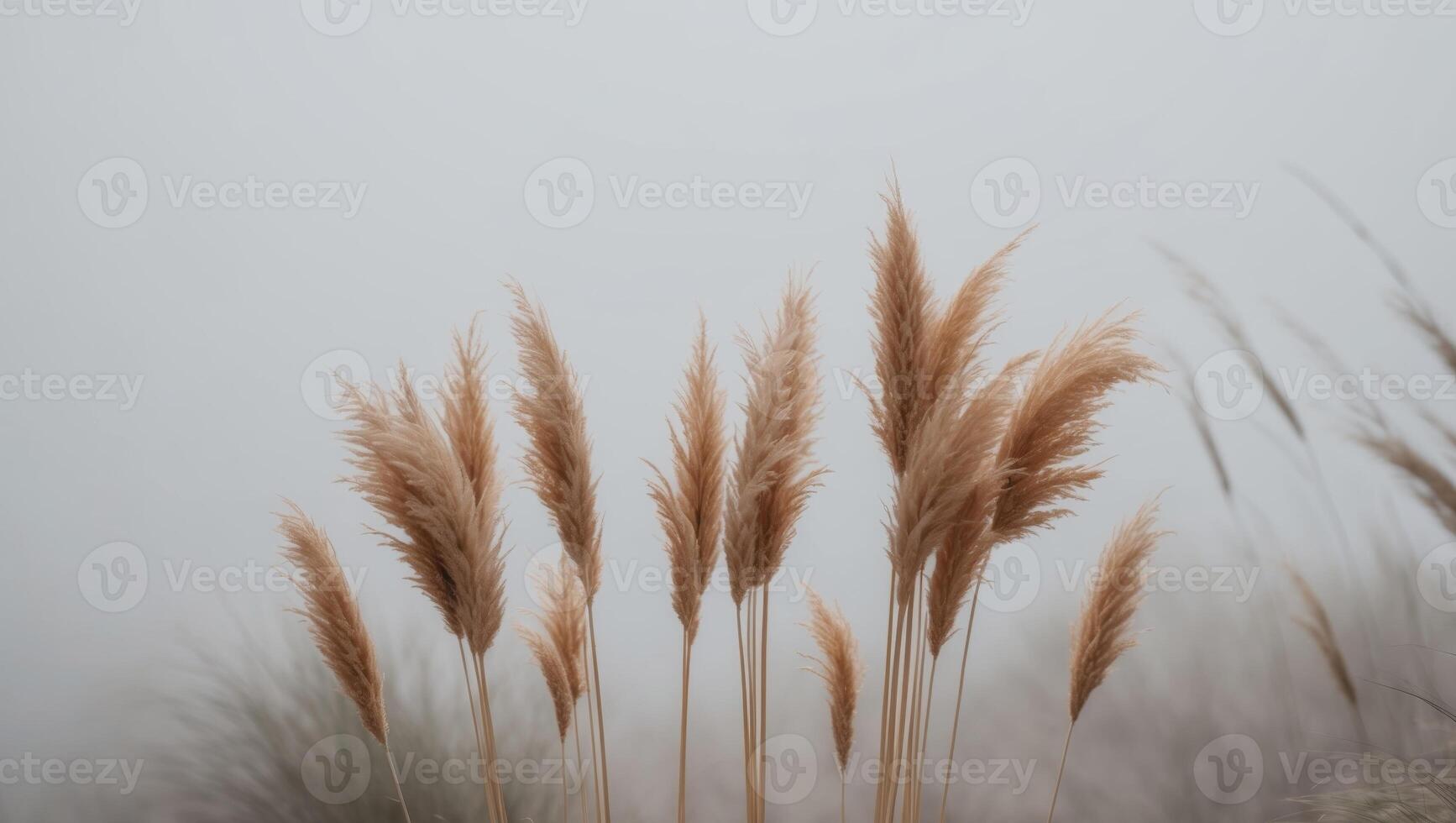 Tall grasses in the fog on a foggy day photo