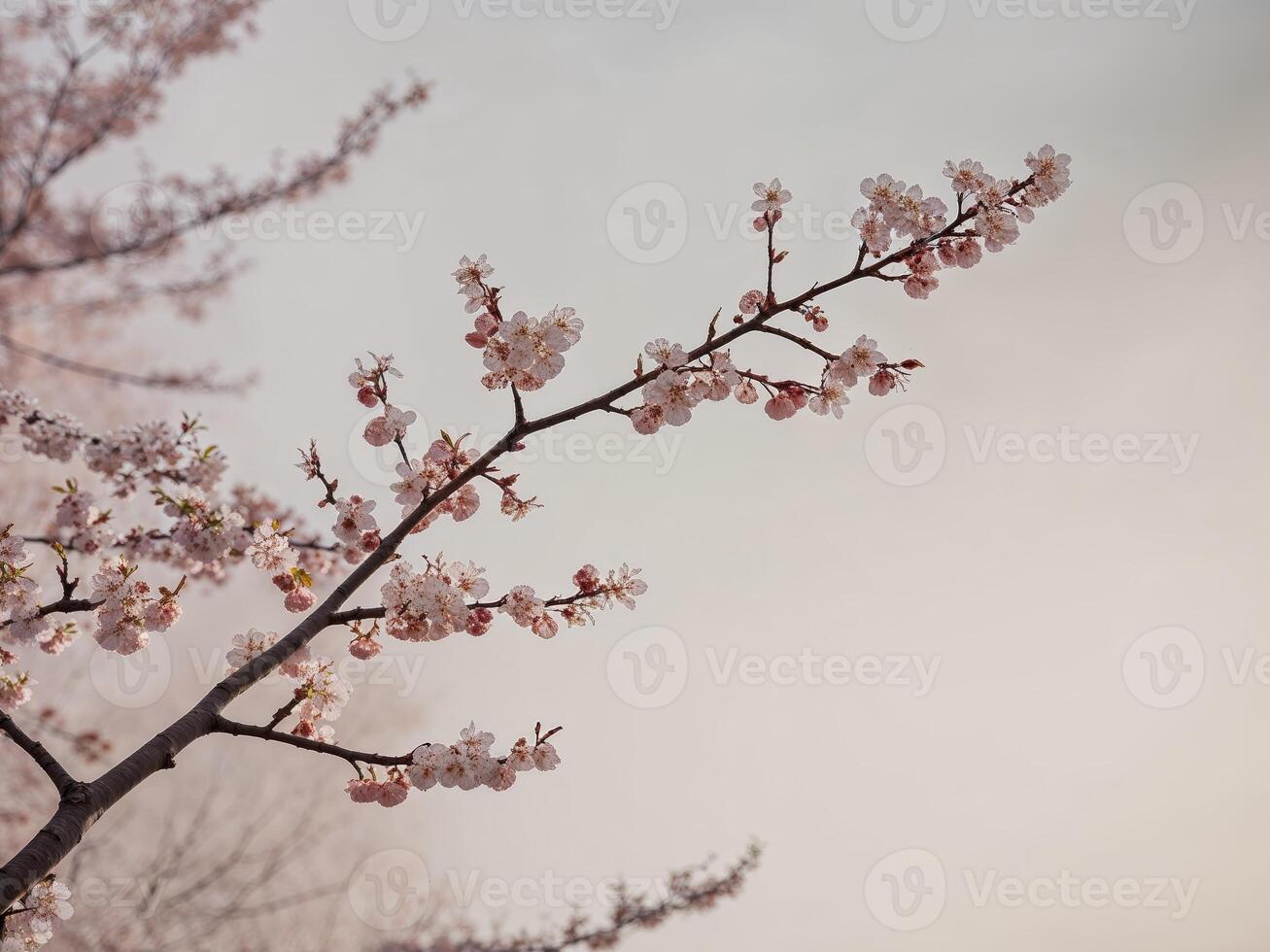 A tree with pink flowers and a sky background photo