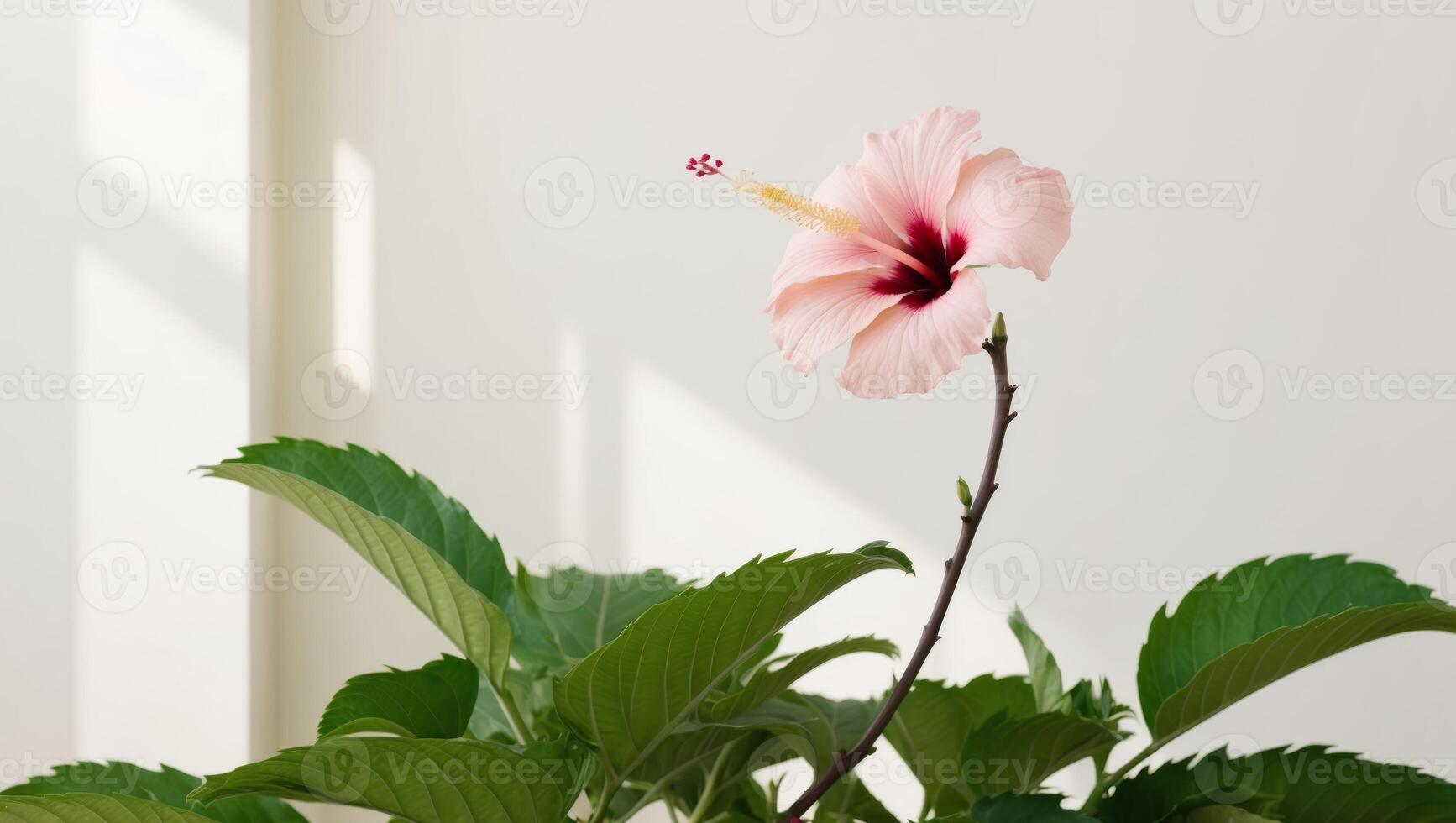 A pink hibiscus flower in a white room photo