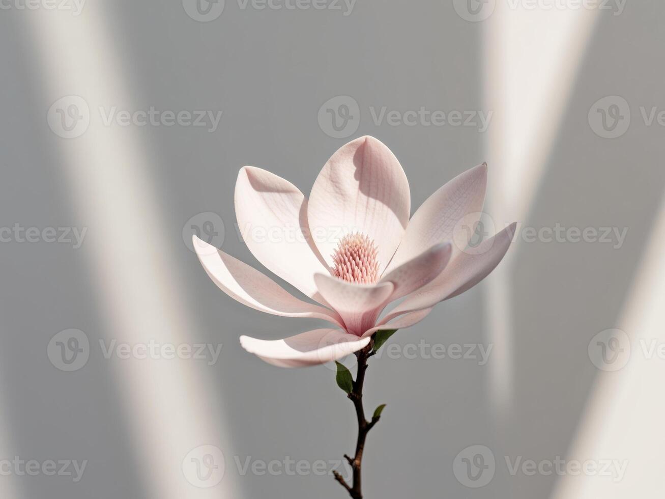 A single pink flower is shown in front of a white wall photo