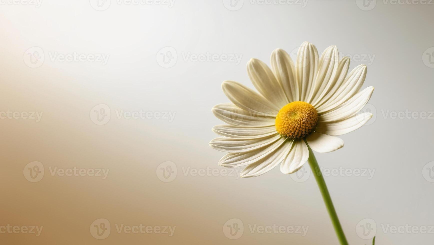 A single white daisy is shown in front of a gray background photo