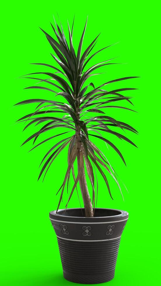 flower pot with green background photo
