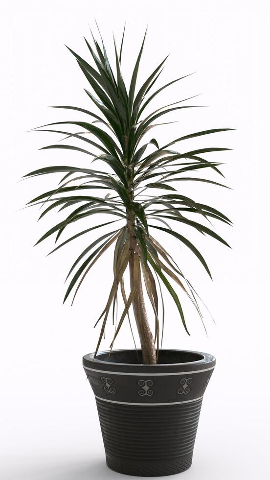 flower pot with white background photo