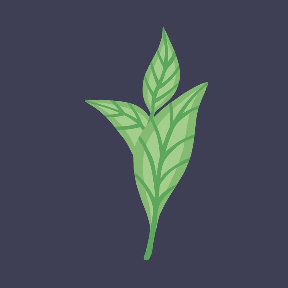 Three top green tea leaves, hand drawn illustration vector