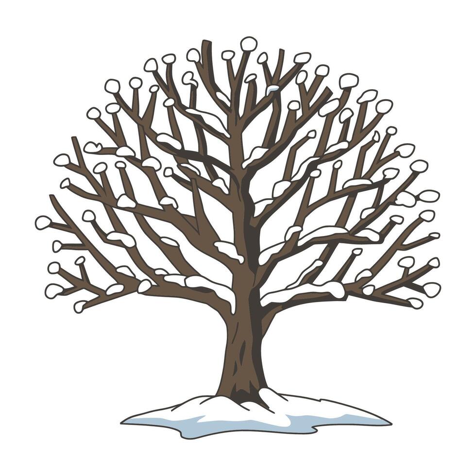 Winter Tree with Bare Branches and Snow Illustration vector