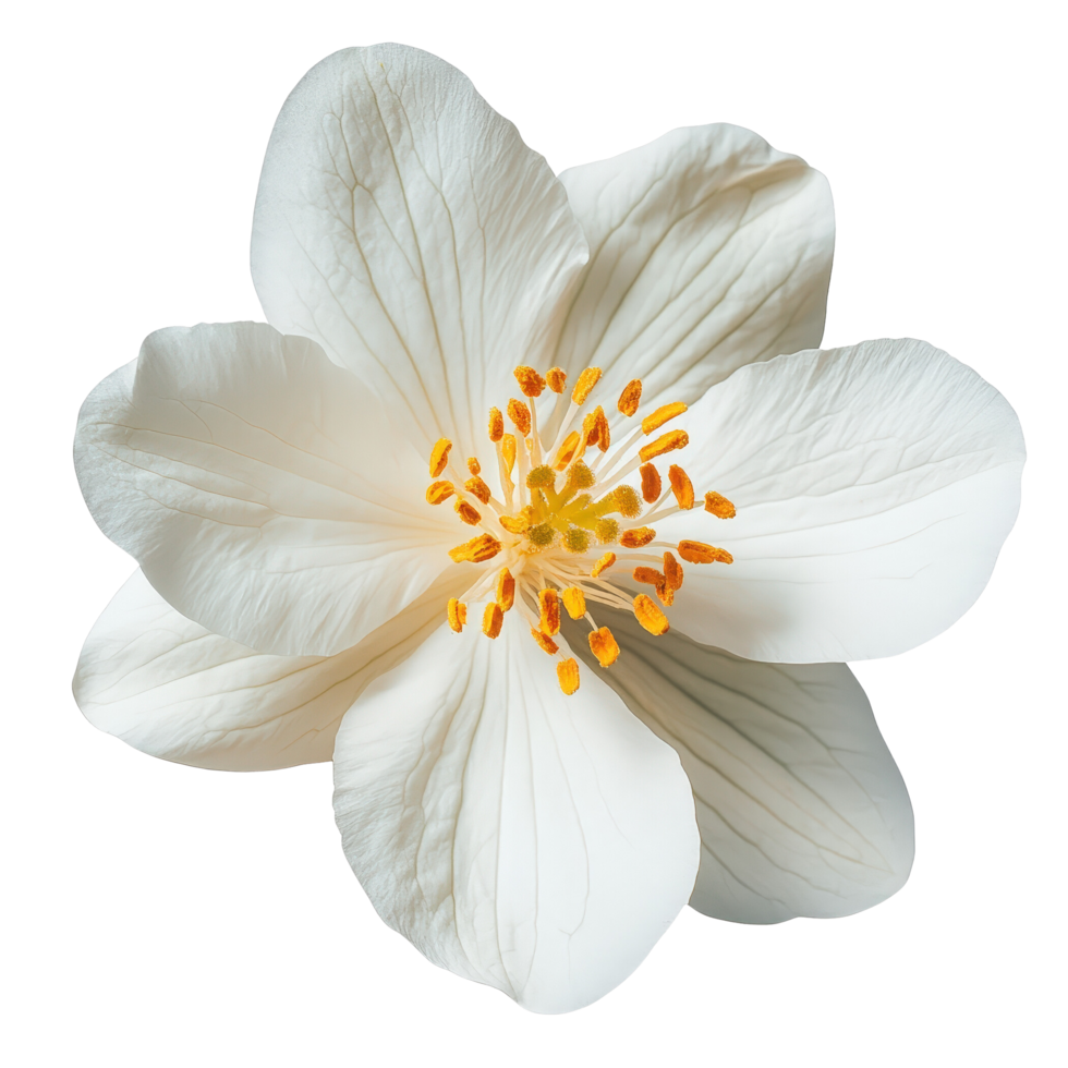 Elegant White Flower with Delicate Petals and Stamens png
