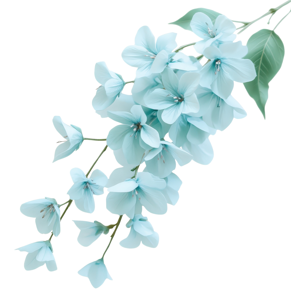 Delicate Light Blue Flowers on a White Background png