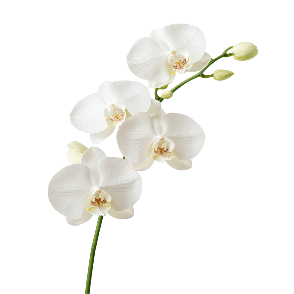 Elegant White Orchid with Blooms and Buds png