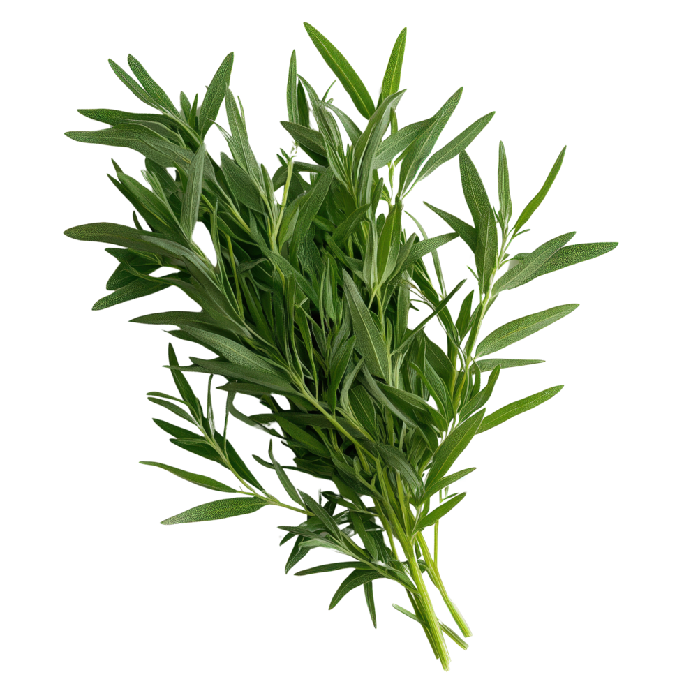 Fresh Tarragon Herb Bunch for Culinary Use png