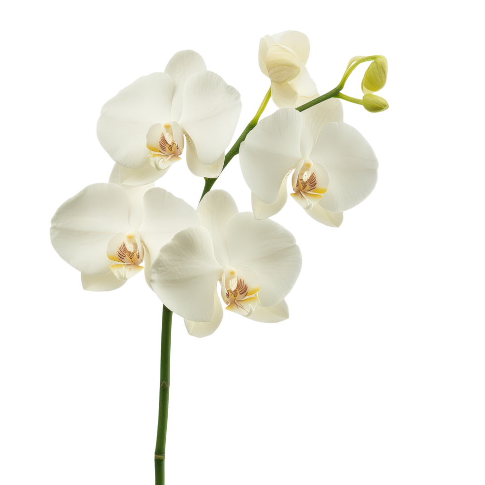 Elegant White Orchid Blooms for Tranquil Spaces png