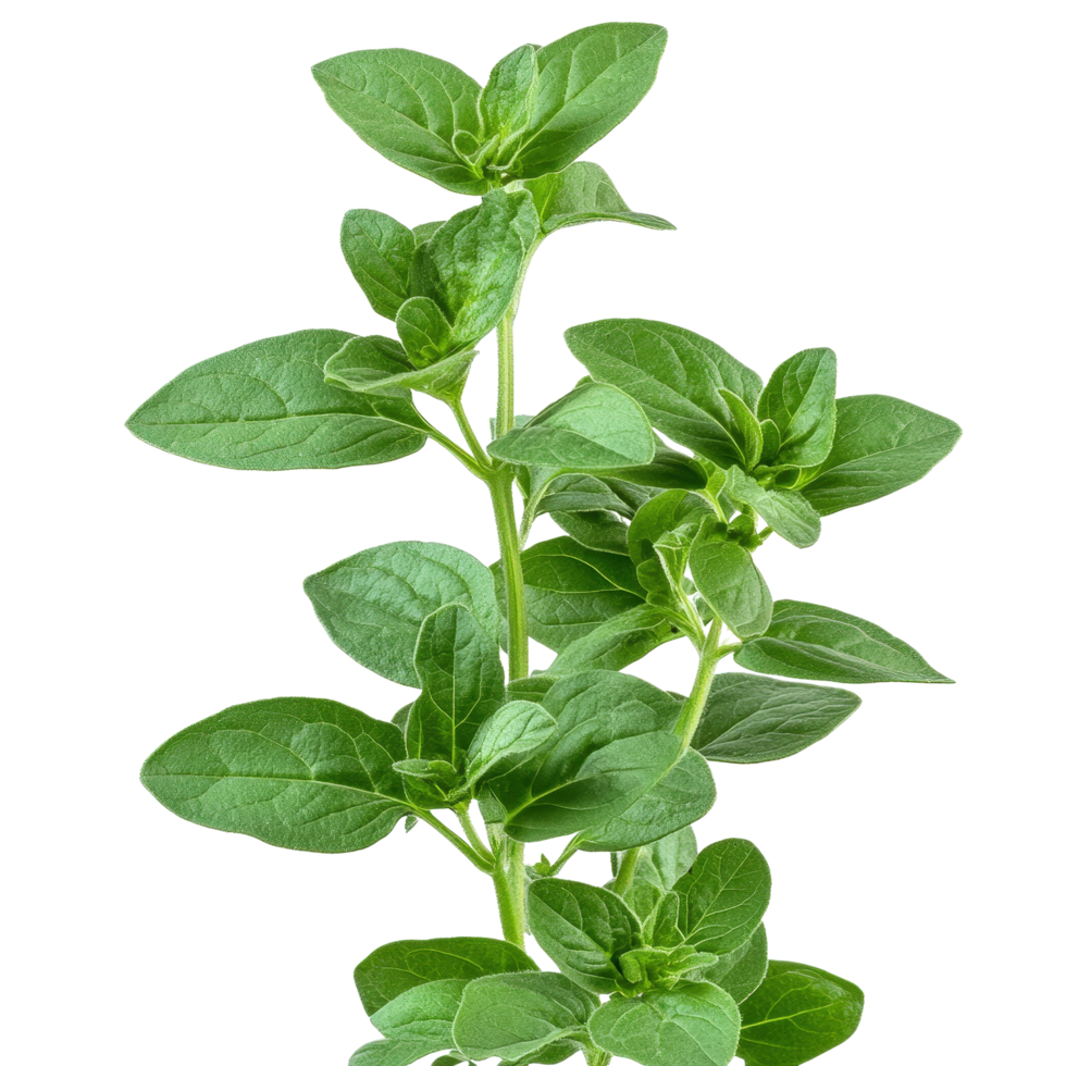 Fresh Green Oregano Herb with Vibrant Leaves png