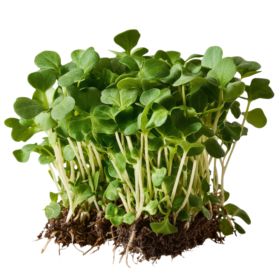 Fresh Microgreens Growing in Soil png