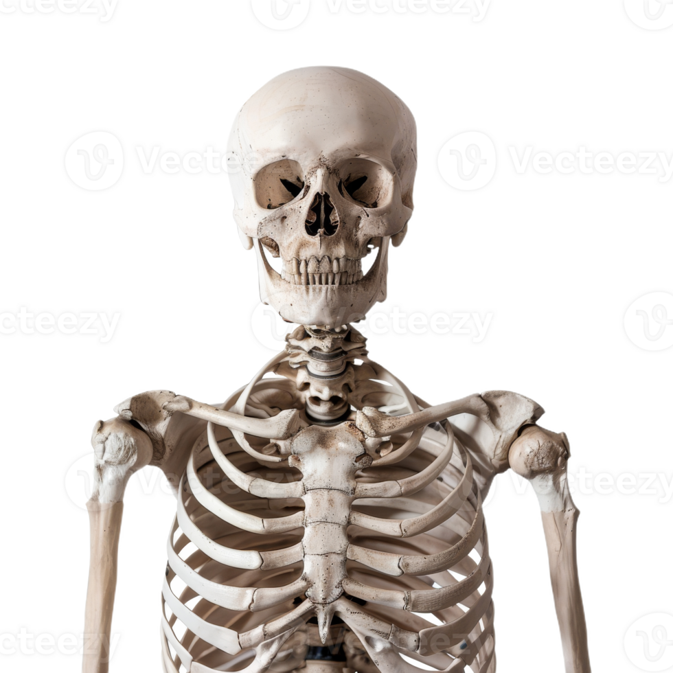 Male Skeleton in a Standing Position On Isolated Background for Anatomical Study png