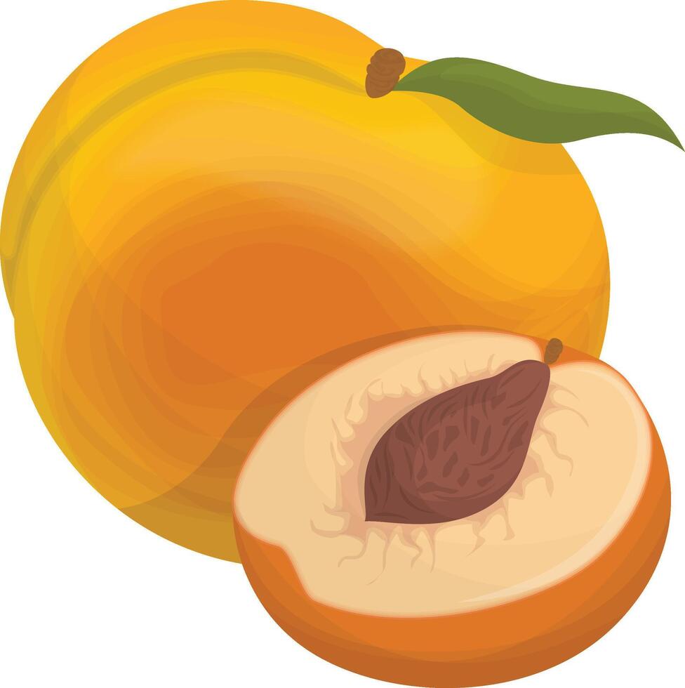 Juicy Apricot Illustration vector