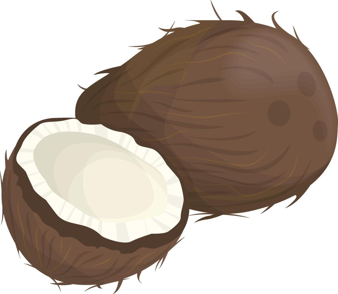 Fresh Coconut Illustration vector