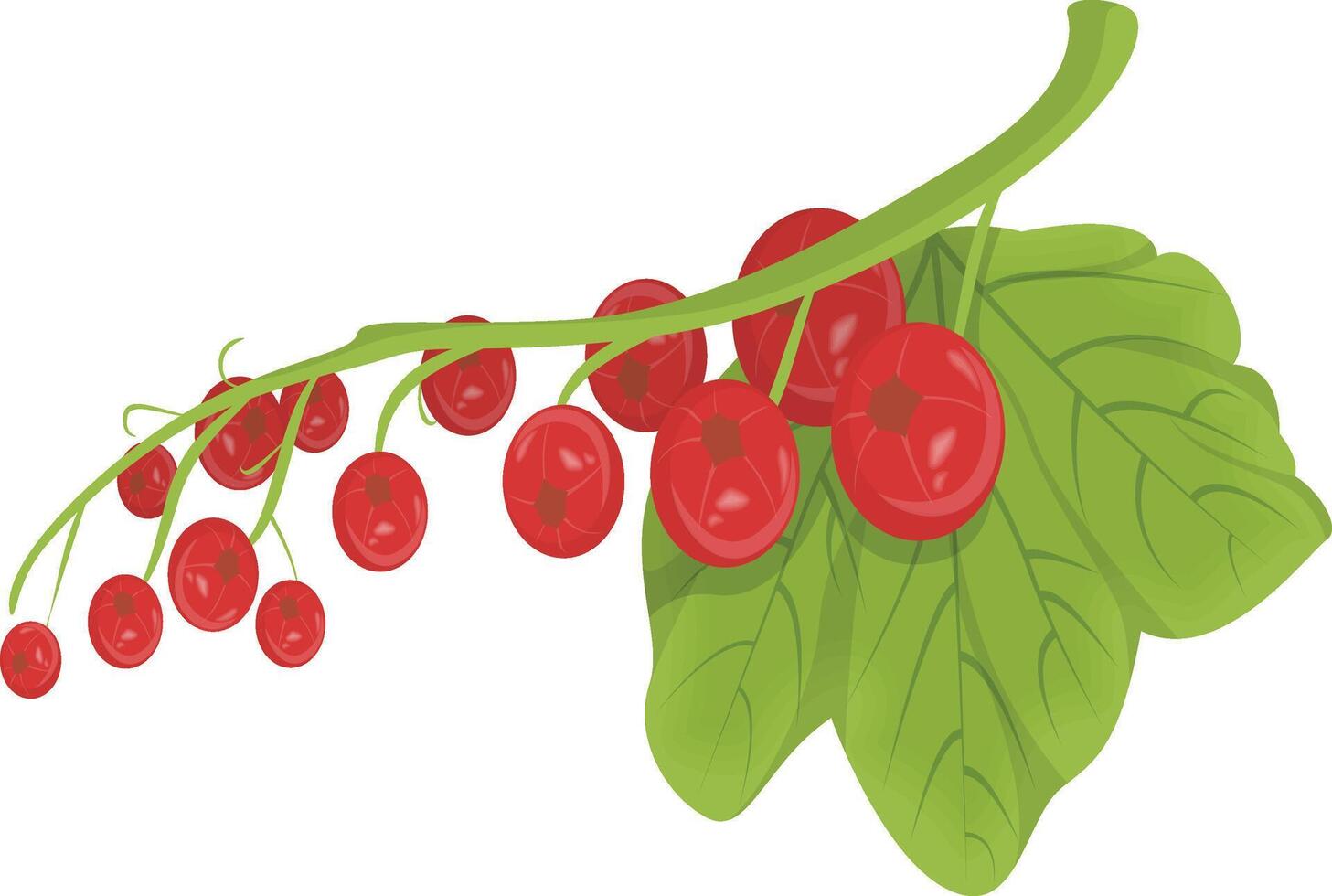 Redcurrant Berries Set vector
