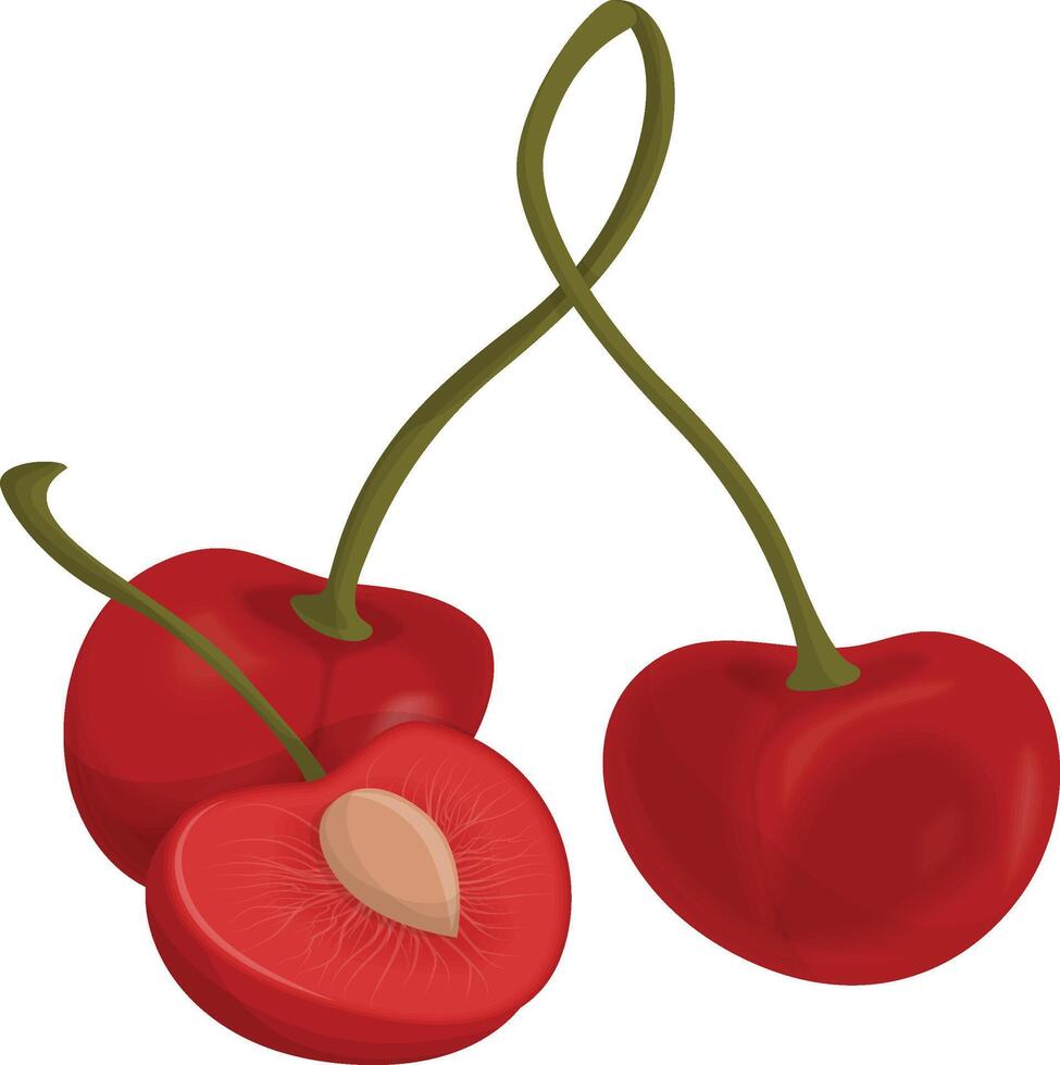 Realistic Cherry Illustration vector