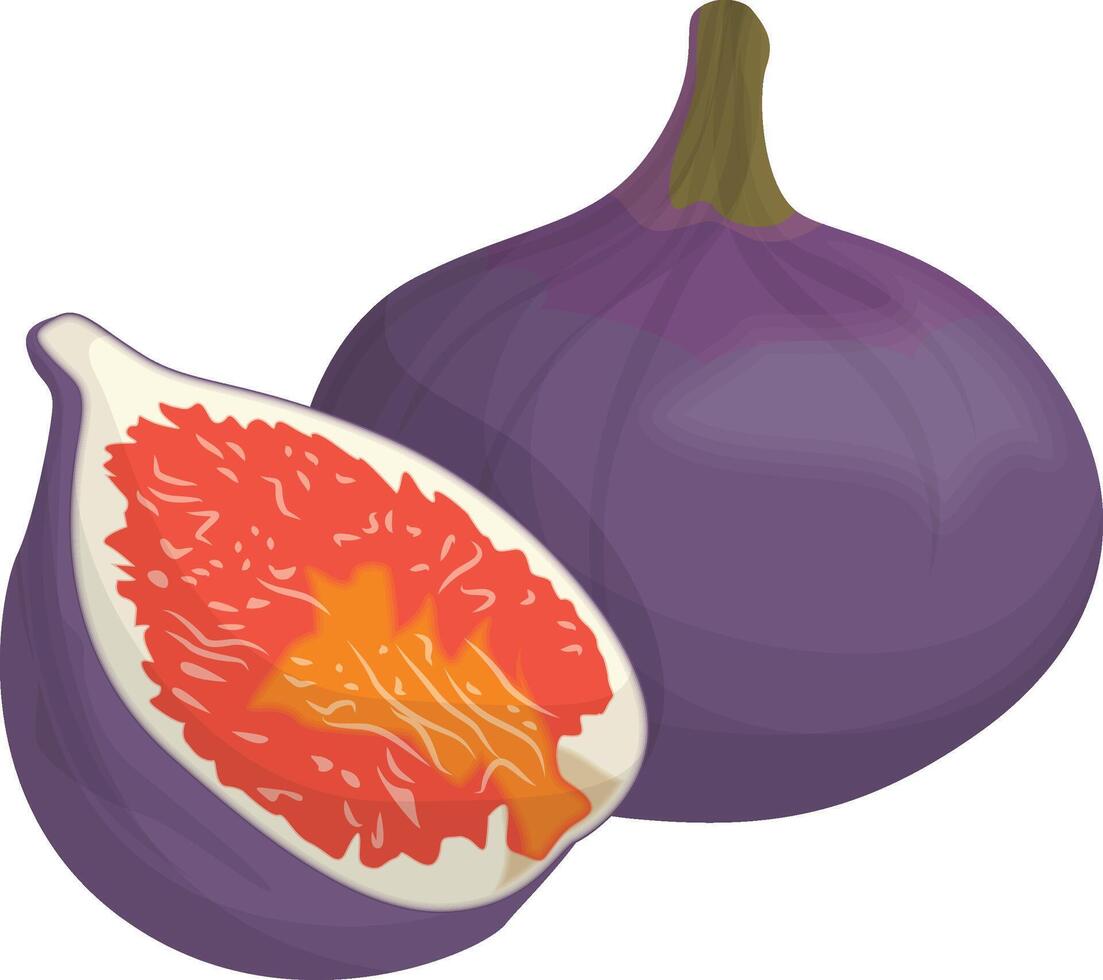 Whole and Cut Figs vector