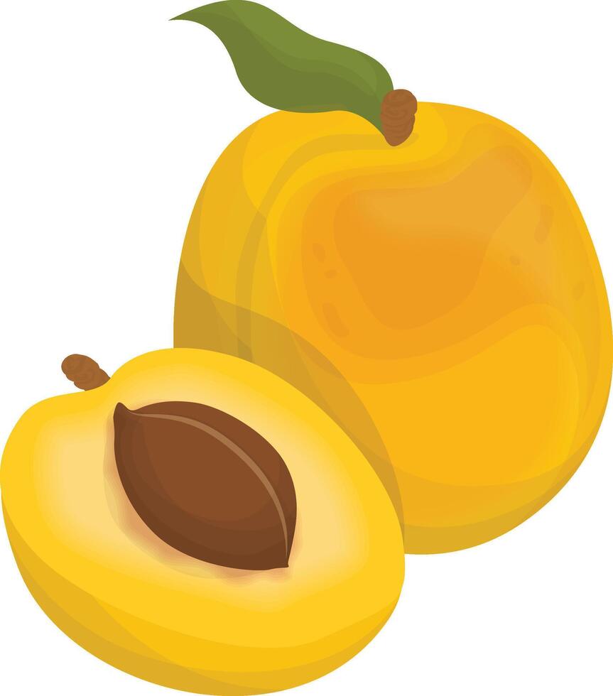 Nectarine Apricot Icon vector