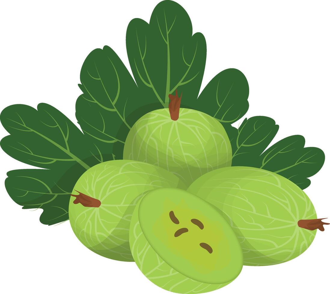 Gooseberry Berries Icon vector