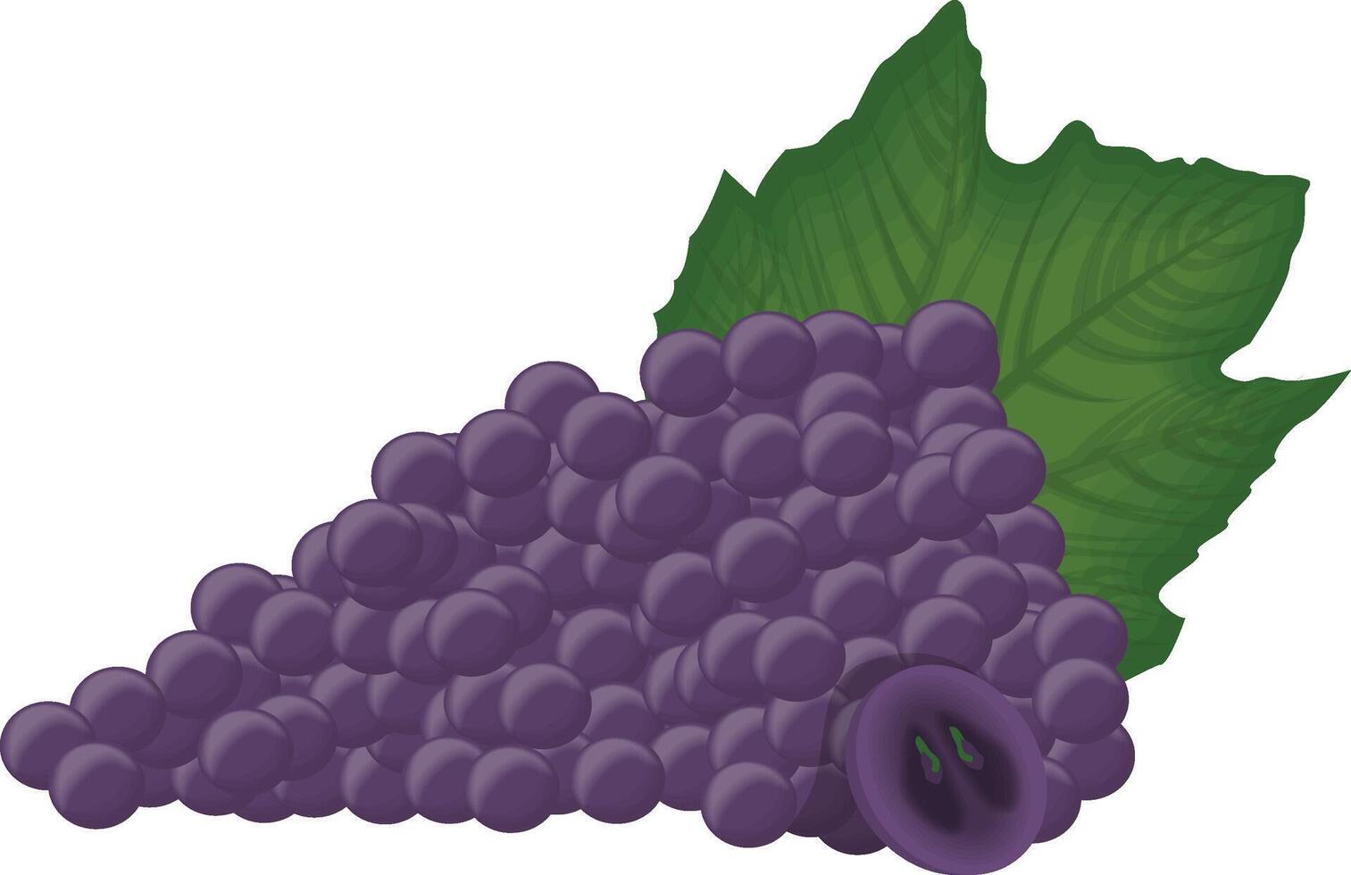 Grape Illustration Art vector
