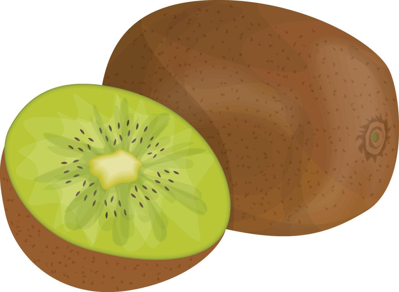 Isolated Kiwi Illustration vector