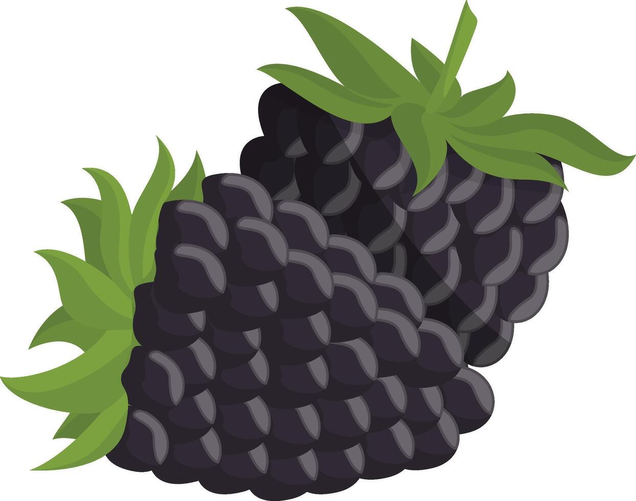Blackberry with Leaf vector