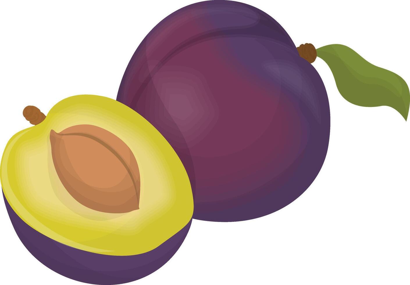 Ripe Plum Illustration vector