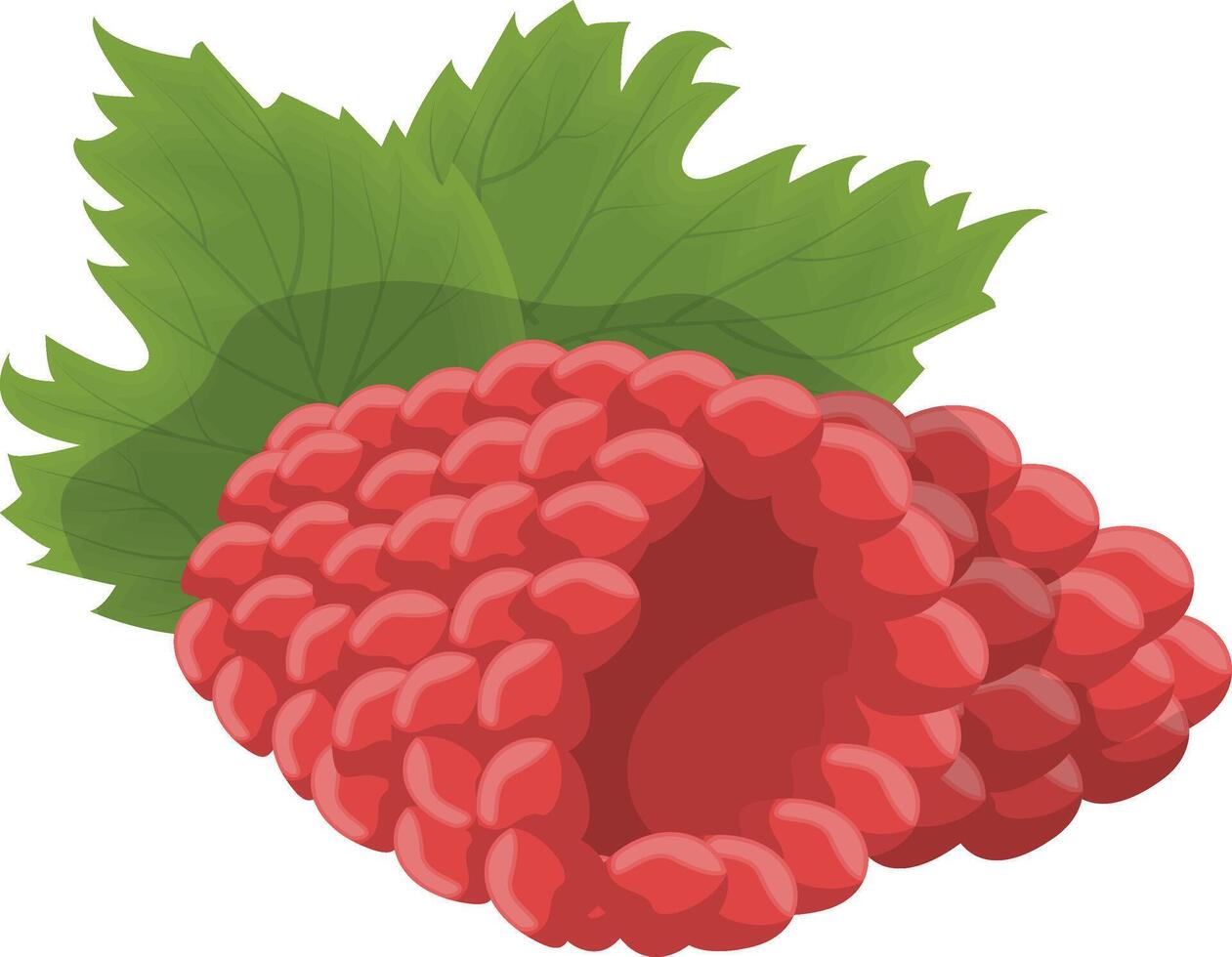Fresh Raspberry Icon vector