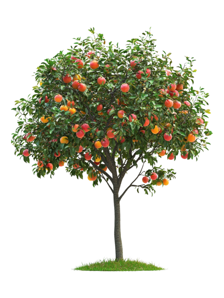 An apple tree with fruit on it png