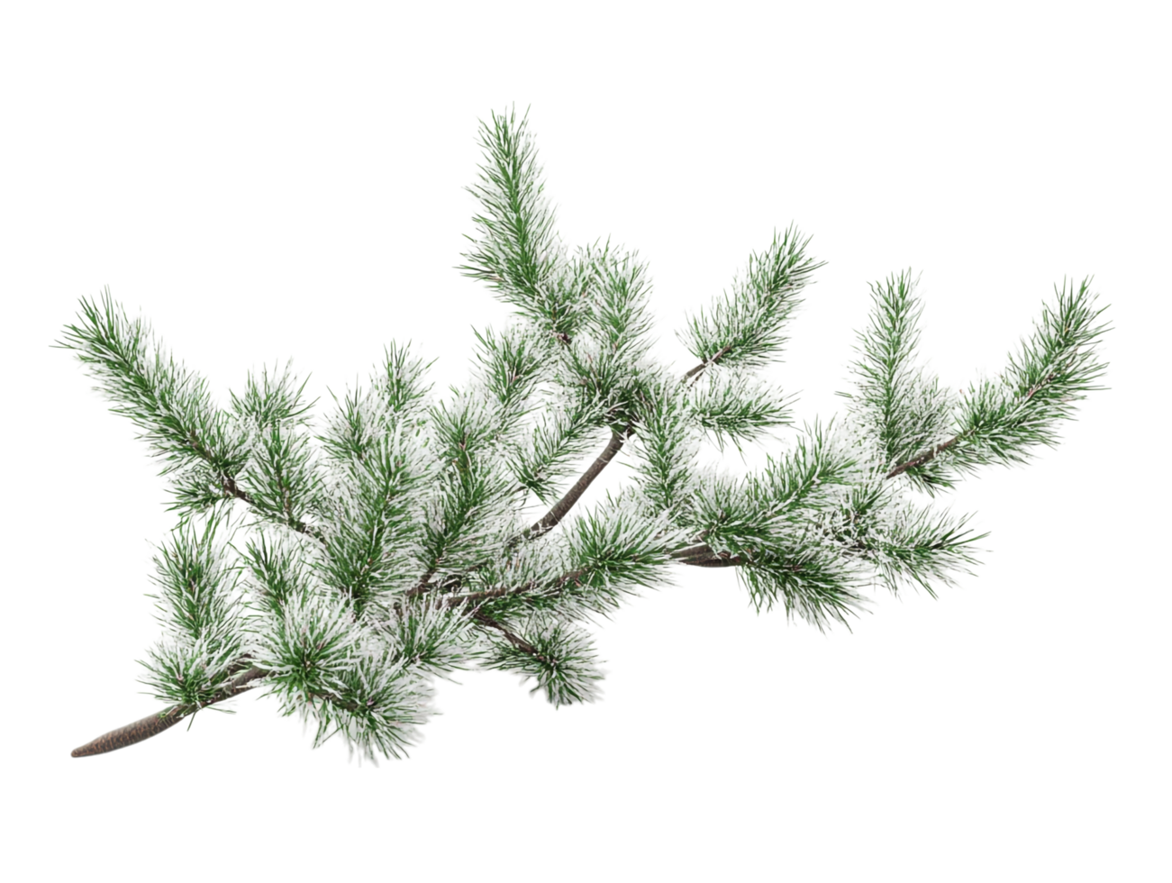 A branch of evergreen tree with snow on it png