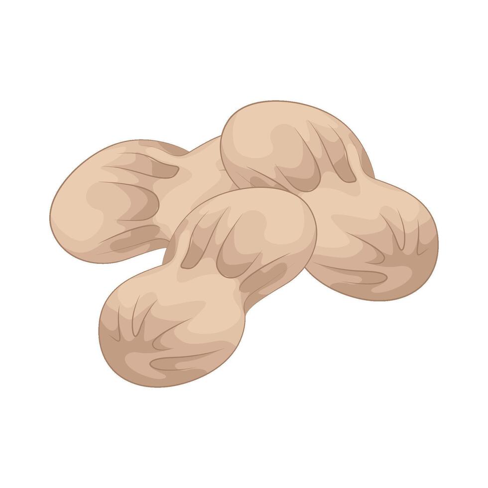 Illustration of peanut vector