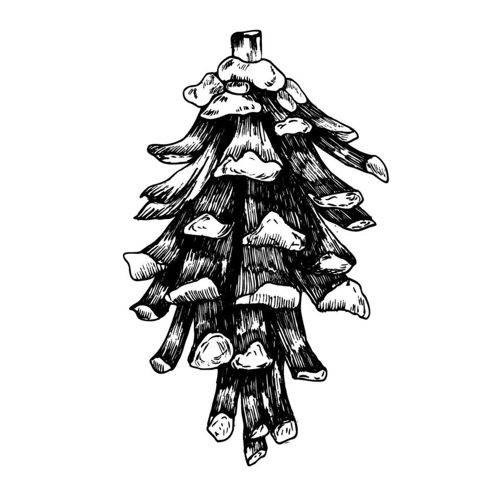 Pine tree cone, realistic hand-drawn ink graphics illustration. Botanical isolated element in outline,detailed silhouette in monochrome.Christmas and winter packing,gift design. Evergreen tree element vector