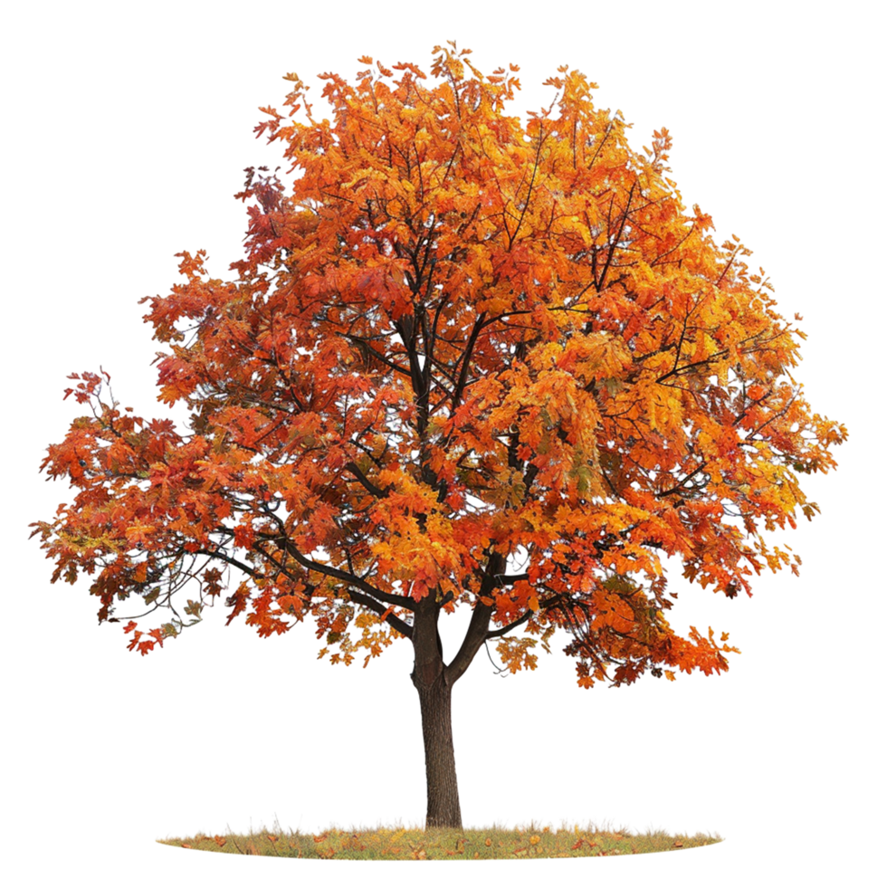 Autumn tree with orange leaves png