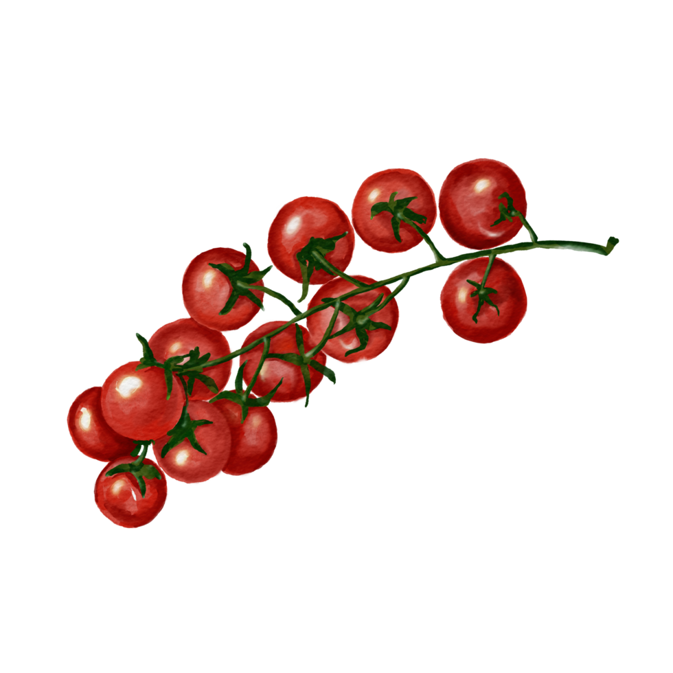 tomatoes isolated on white background red cherry tomatoes png