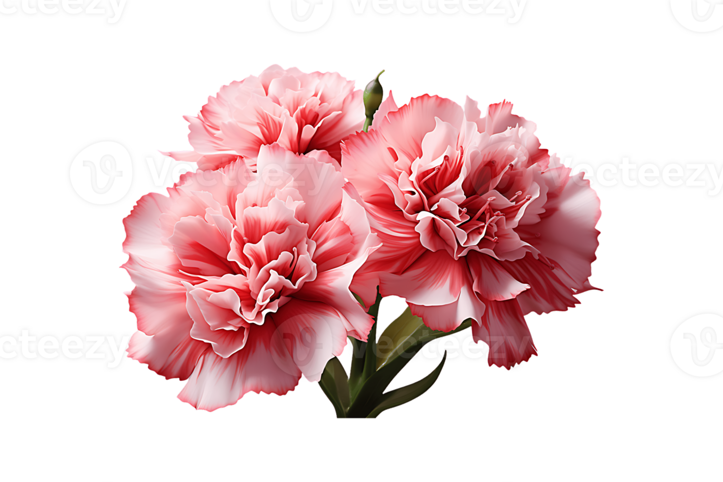 Carnation Flower on transparent background. png