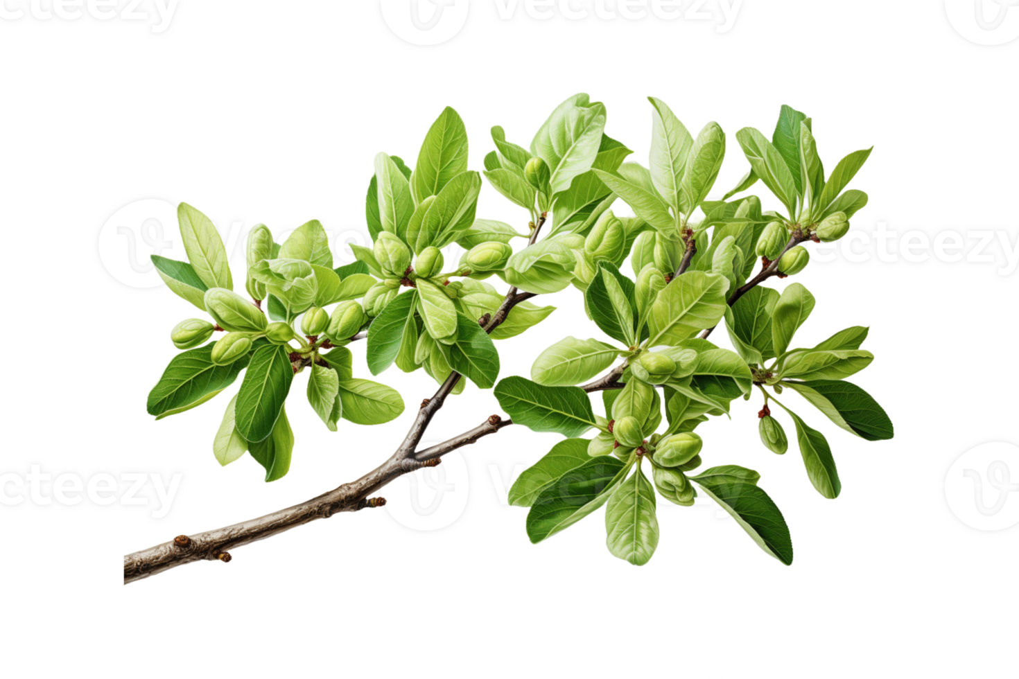 Almond Plant on transparent background. png