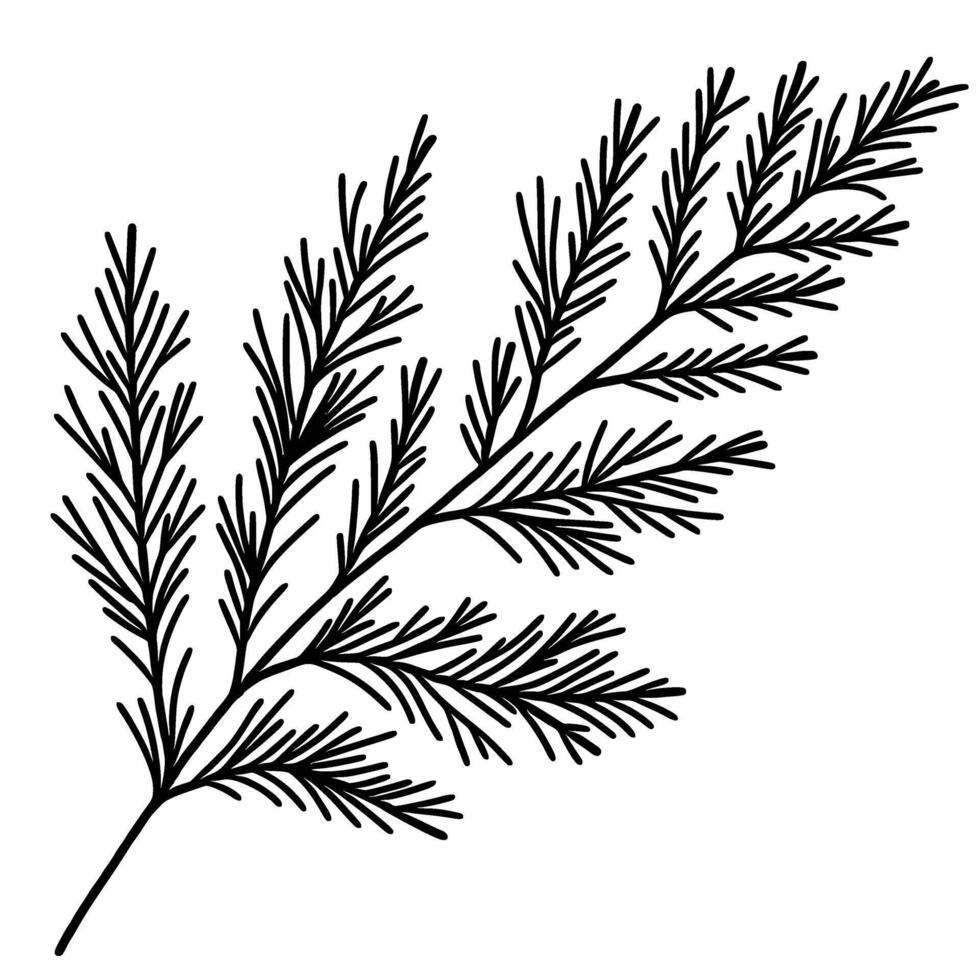 Pine tree Leaf Hand drawn Christmas Winter christianity religion graphic illustration isolated on white background color editable vector