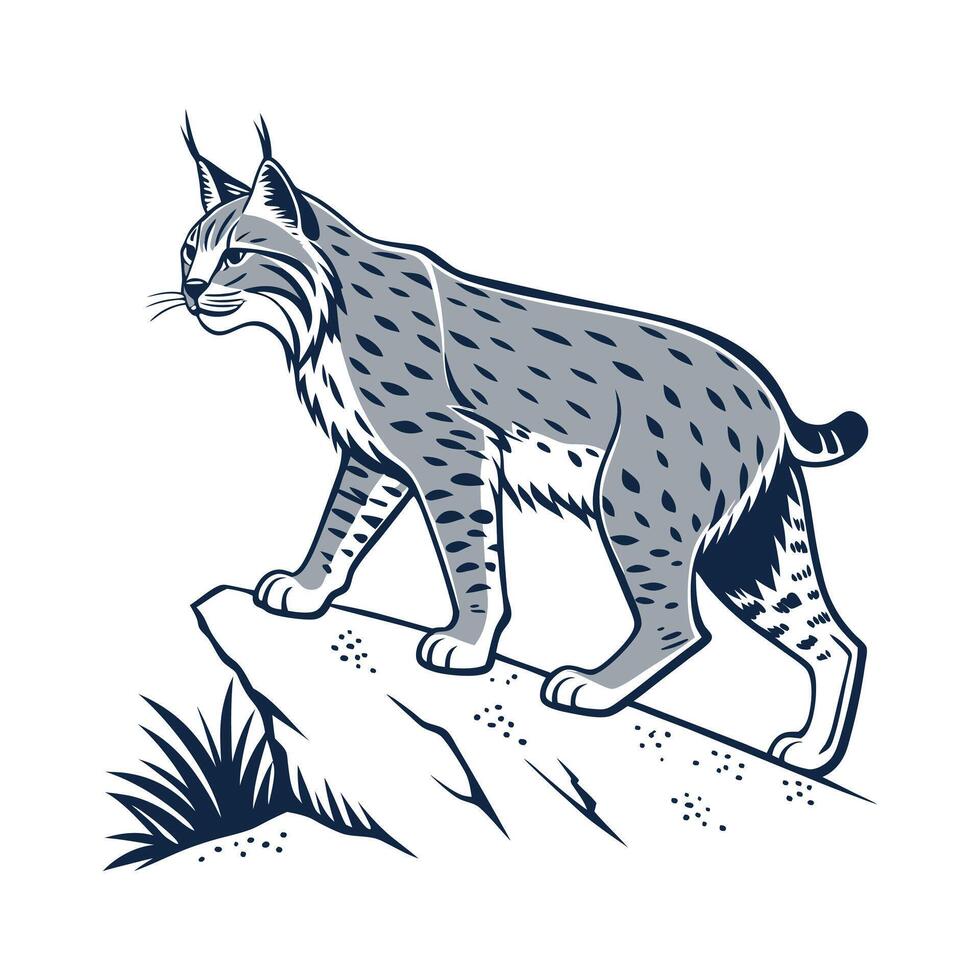 Bobcat illustration on white background. vector