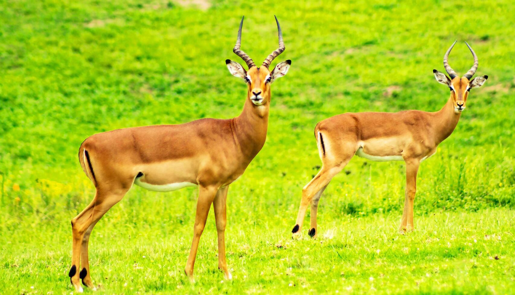 Impalas Grazing on the African Plains photo
