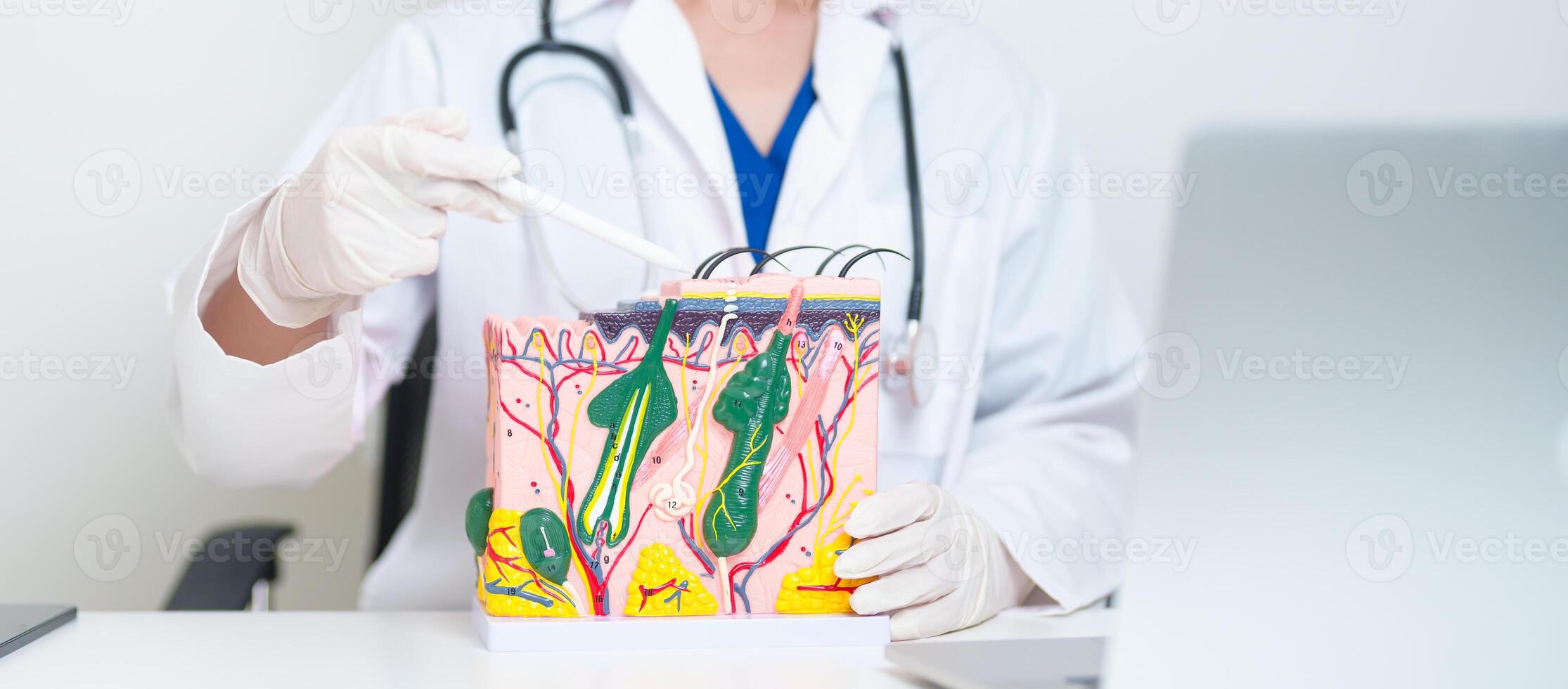 Dermatologist with anatomy model of human skin with hair. Doctor show structure of Skin, Skin disease and Hair loss. Health care, Dermatology treatment, Cosmetic surgery and Beauty consultation clinic photo