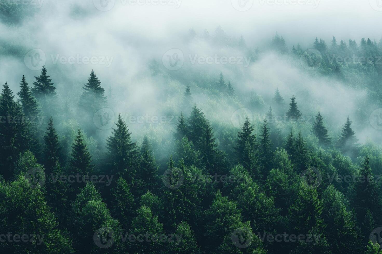 Misty forest landscape showing dense coniferous trees photo